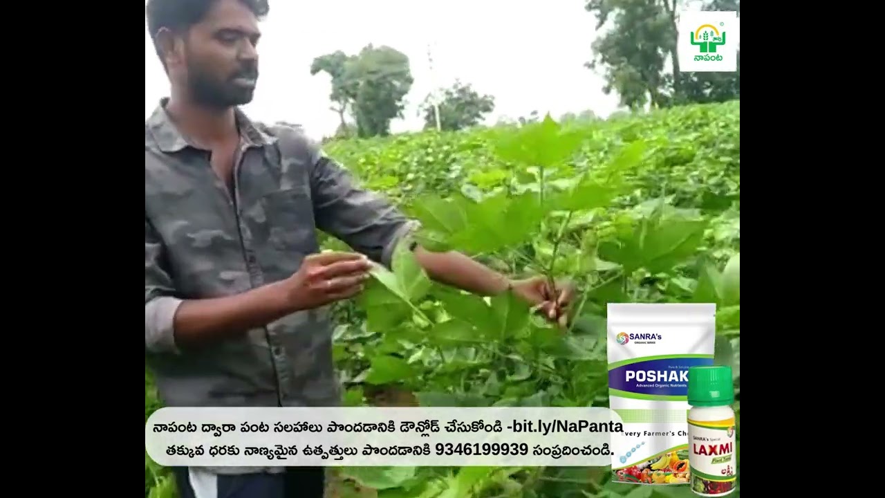 ☘పత్తిలో ఉత్తమ గ్రోత్ ప్రమోటర్ !! అద్బుత ఫలితాలు!!