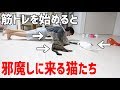 筋トレを始めると邪魔をしに来る猫3匹