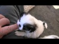 Genki Japanese Chin Puppies の動画、YouTube動画。