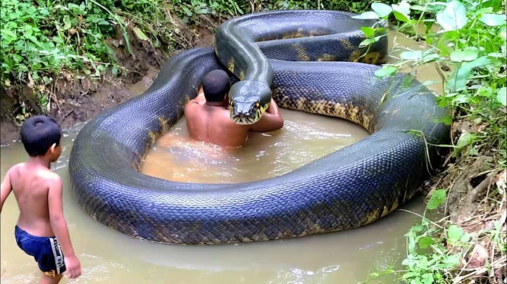 Huge Snake Spotted Relaxing in a Jungle Stream