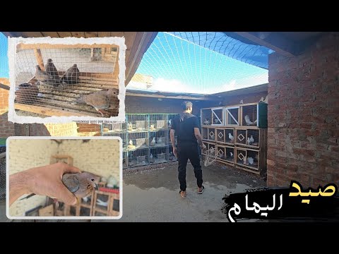 شوف صيد اليمام 🧐 بطريقه سهله وبسيطه