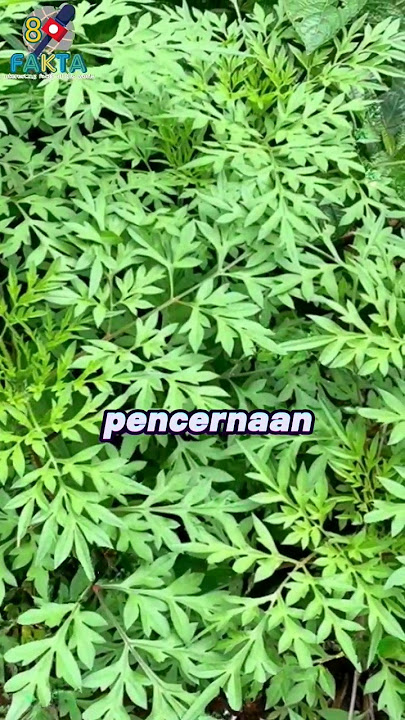 Download lagu Did you know? Facts about the health benefits of kenikir leaves