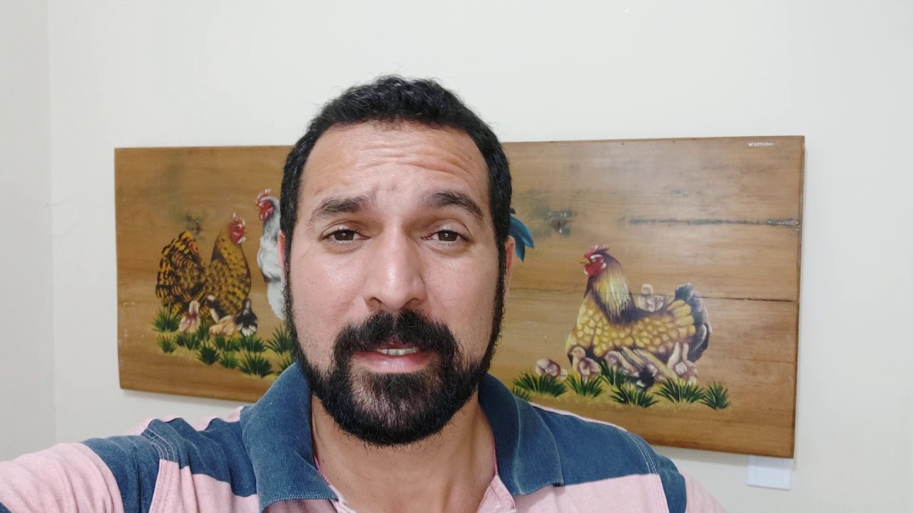 OPORTUNIDADE, FRANGAS GLC 70UN DISPONÍVEIS, AMANHÃ ENTREGA EM IPATINGA chickens come home to roost