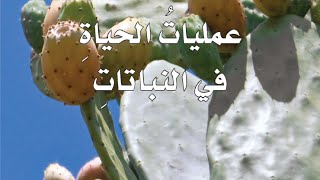 علوم شرح درس عمليات الحياة في النباتات للصف السادس الفصل الاول