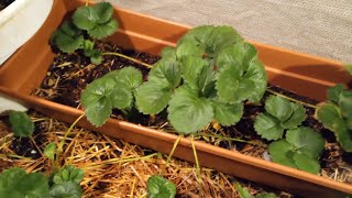 World's BEST Way to Grow and Reproduce your Strawberry  plants, Part 4.