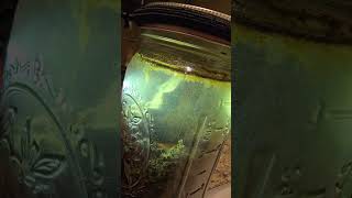 Ecosystem jar 3rd week update! Lots of movement. Any suggestions on devices to see clearer?