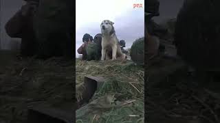 Пес едет на танке