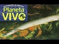 Planeta Vivo - A Joia Verde do Mar Cáspio