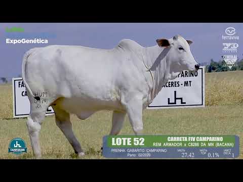 LOTE 52 - Leilão Genética Aditiva ExpoGenética 2019