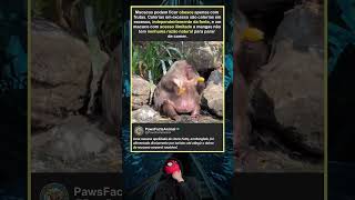 Macacos podem engordar apenas com frutas