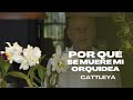 Por qué se muere mi orquídea Cattleya? Aprende con Alma del Bosque
