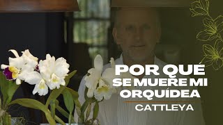 Por qué se muere mi orquídea Cattleya? Aprende con Alma del Bosque