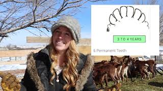 How to determine age of a goat