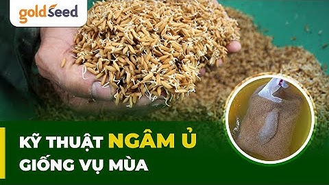 KỸ THUẬT NGÂM Ủ GIỐNG VỤ MÙA #gionglua #farming #tintuc