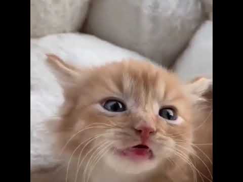 cute kitten sounds cute kitten sounds