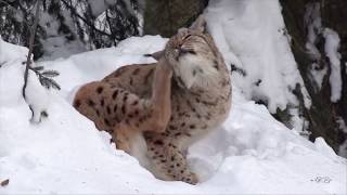 AHTOH SKALD - Eternal Winter (Ambient, Instrumental Music 2020)