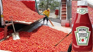 How Tomato Ketchup Is Made | Tomato Harvesting And Processing Process With Modern Technology