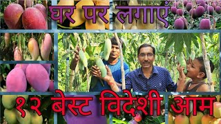 घर पर लगए १२ जबरदसत वदश आम क वरयट 12 Best Mango Varieties For Growing In Container