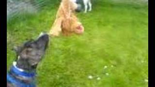 Kaiser And The Spring Pole