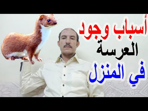 أسباب وجود العرسة في البيت وهل العرسة تؤذي الانسان