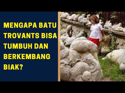 Video: Socotra: pulau unik dengan alam semula jadi yang tidak wajar