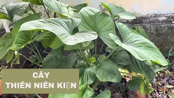 Cây thiên niên kiện | Bác sĩ kiệt