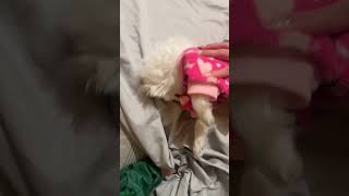 Putting my dog to sleep with a lullaby lullaby gotosleep funny ￼