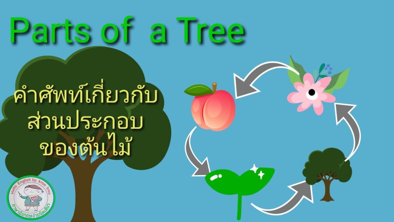 ไม้ฉําฉา ภาษาอังกฤษ  2022  ส่วนต่างๆของต้นไม้เป็นภาษาอังกฤษ. Parts of a Tree