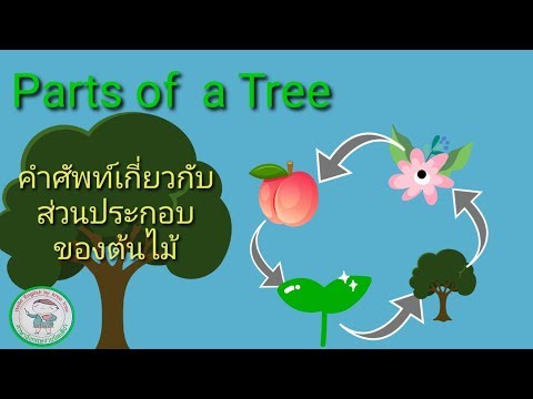 วีดีโอ: แผนผังต้นไม้ในภาษาอังกฤษคืออะไร?