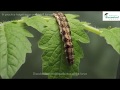 Helicoverpa armigera larva treated with Helicovex a biological insecticide