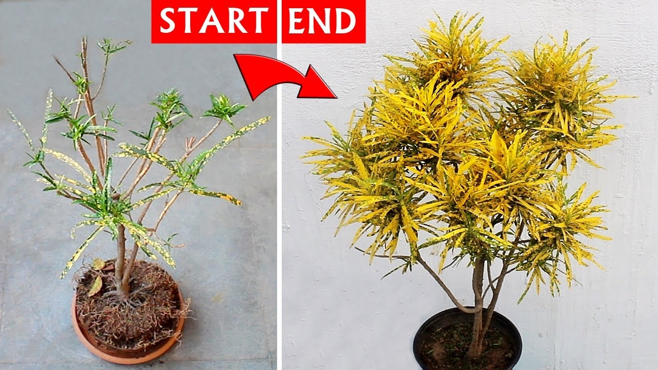 Watch MOST Easiest Way To Revive a CROTON Plant! YouTube