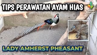 LADY AMHERST PHEASANT JADI PRIMADONA DI DUNIA AYAM HIAS