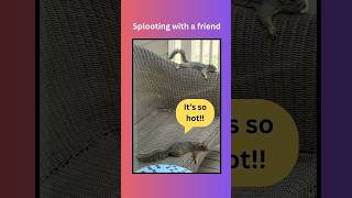 Squirrel splooting with a friend on a hot spring day!