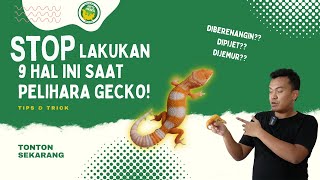 9 HAL YG GA BOLEH DILAKUIN SAAT PELIHARA GECKO