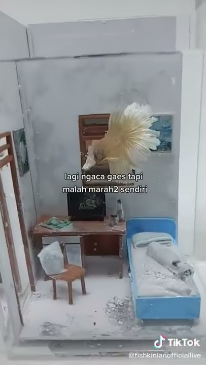 IKAN CUPANG NGEKOS/AKUARIUM VERSI KOS KOSAN