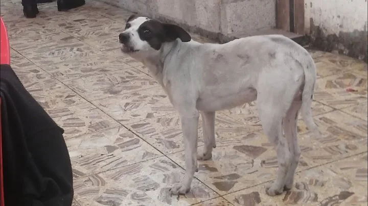 llegaron ms abandonados con hambre