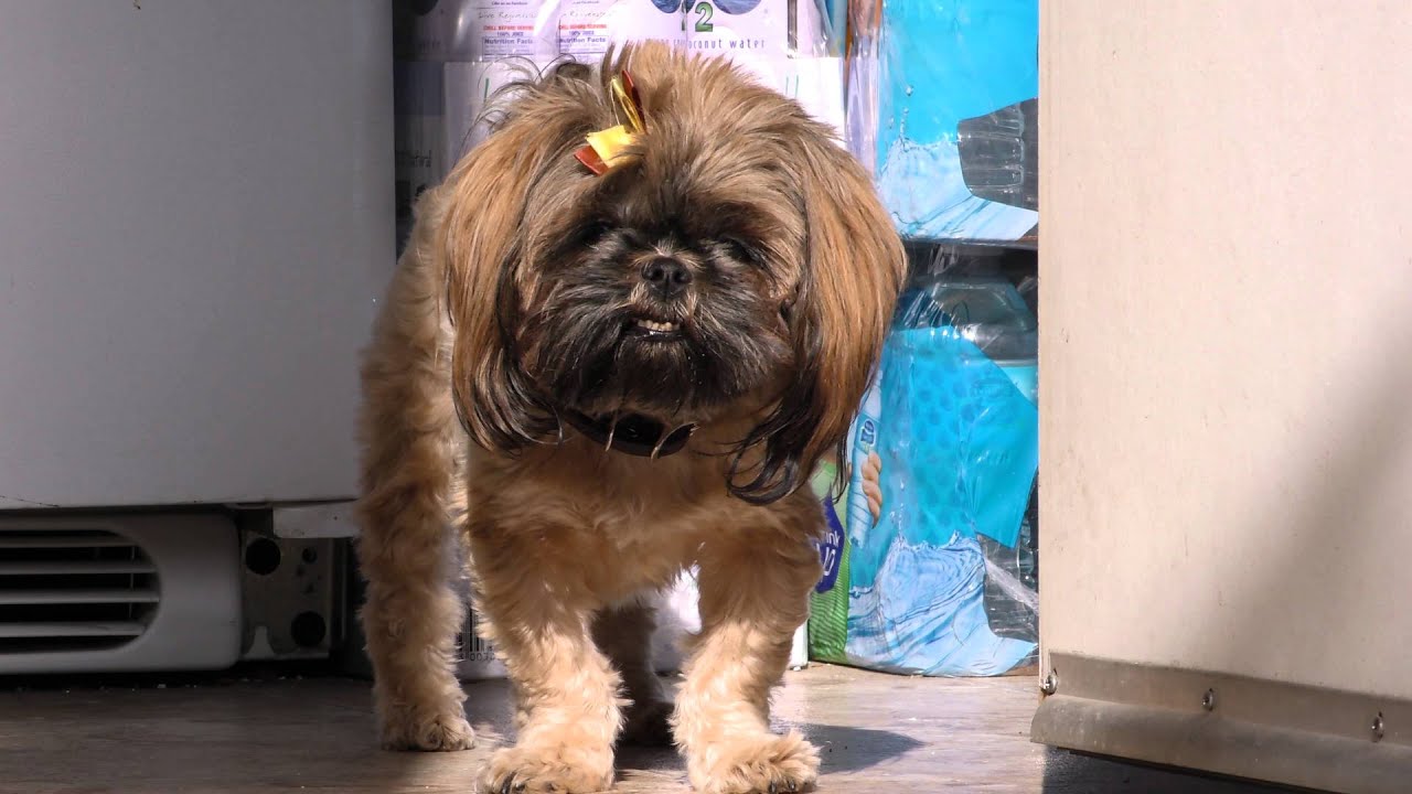 Panasonic HC-X1000 Test Video (1080P)