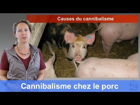 Vidéo: Différence Entre Le Porc Et Le Porc
