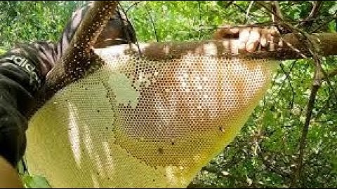 Leo Cây Bắt Ong Rừng Nguy Hiểm | Mật Ong Tự Nhiên Cực Hiếm