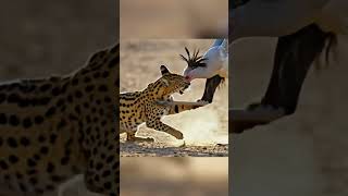 When a Serval Attacks... Father Returns with REVENGE! 🤯🦅 vs 🐆 #shorts