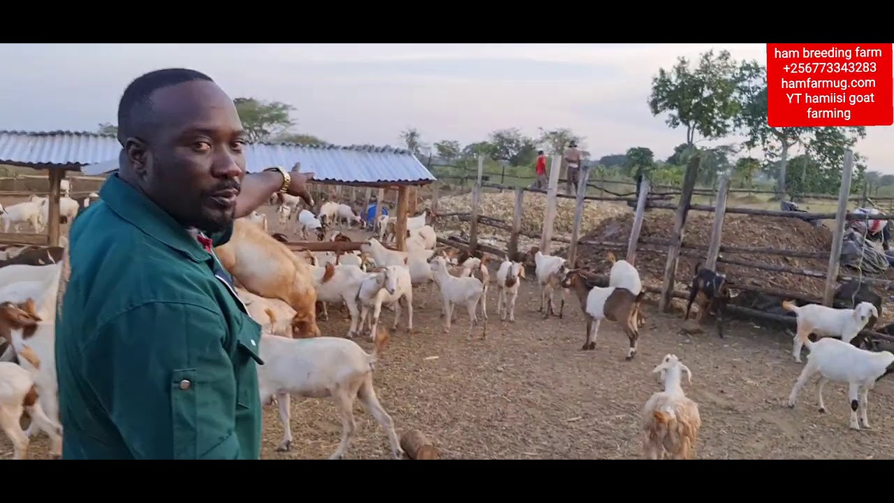 zero grazing in goats by hamiisi  FB ham animals breeding  farm +256773343283 - YouTube