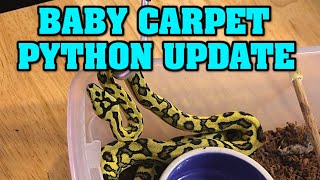BABY CARPET! DO, DO, DADODO . Carpet Python updates, COLOR COMING IN ON JUNGLE JAGUAR BABIES!