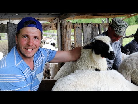 Video: Cel mai nou trend culinar al lumii culinare a ajuns la câini