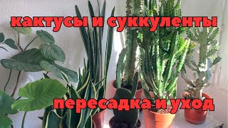 видео: Kakteen und Sukkulenten, Verpflanzung, Pflege. Кактусы, суккуленты, пересадка, уход картинка: Kakteen und Sukkulenten, Verpflanzung, Pflege. Кактусы, суккуленты, пересадка, уход