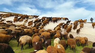 GÖÇ YOLUNDA 9.GÜN-videonun tamamı@MORKOYUNTV kanalındadır