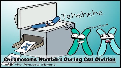 Chromosome Numbers During Division: Demystified!