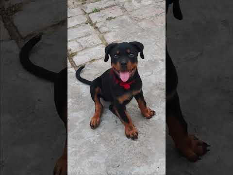 #short rottweiler attack position #viral # trending #petshub #pets #rottweiler