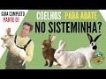 Criação de Coelhos, uma Proposta para o Sisteminha - parte 01