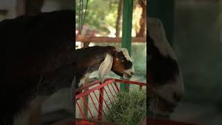 [PointFOOTAGE] Animals - Goats Nubian long ears - FS - 7782707, 4967852, 10791182, 11996594 Vertical