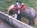 Elephant attack mahout
